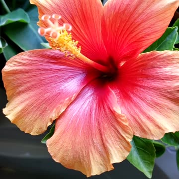Indoor Flowering Plants
