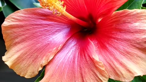 Indoor Flowering Plants