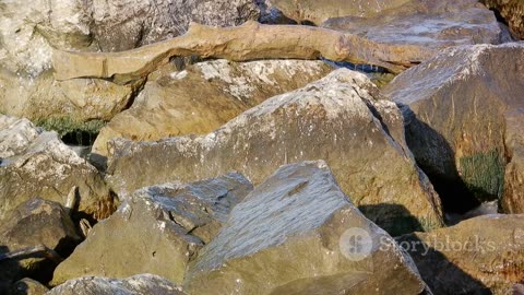 Life on the Edge: Wildlife in Intertidal Zones