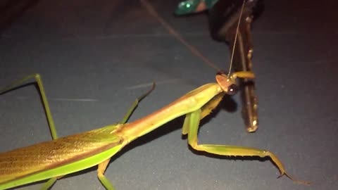 Preying Mantis Attacks