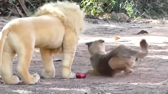 Funny Troll Dog Joke, Fake Lion and Tiger Joke on Dog, and Huge Box Joke on Dog part 1