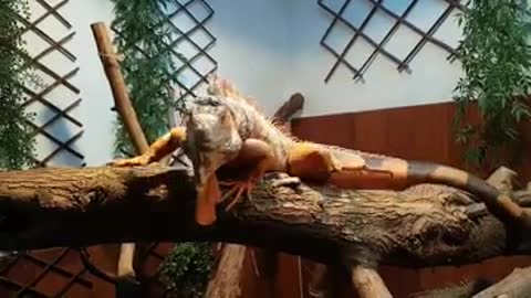 iguana slo motion jump