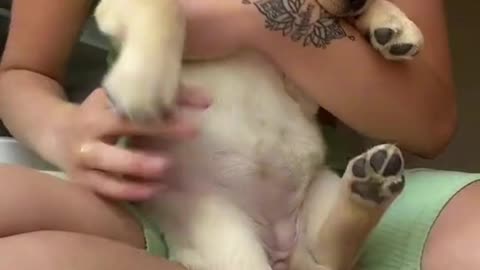 A small pet puppy dances to the music with her.