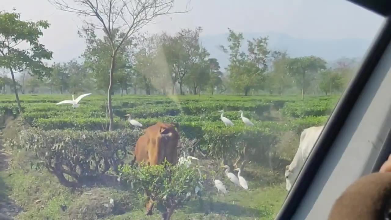 White Herons Birds