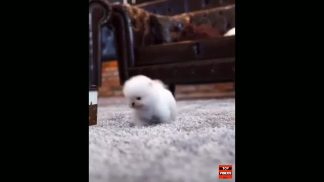 World’s SMALLEST Dogs OMG! 15