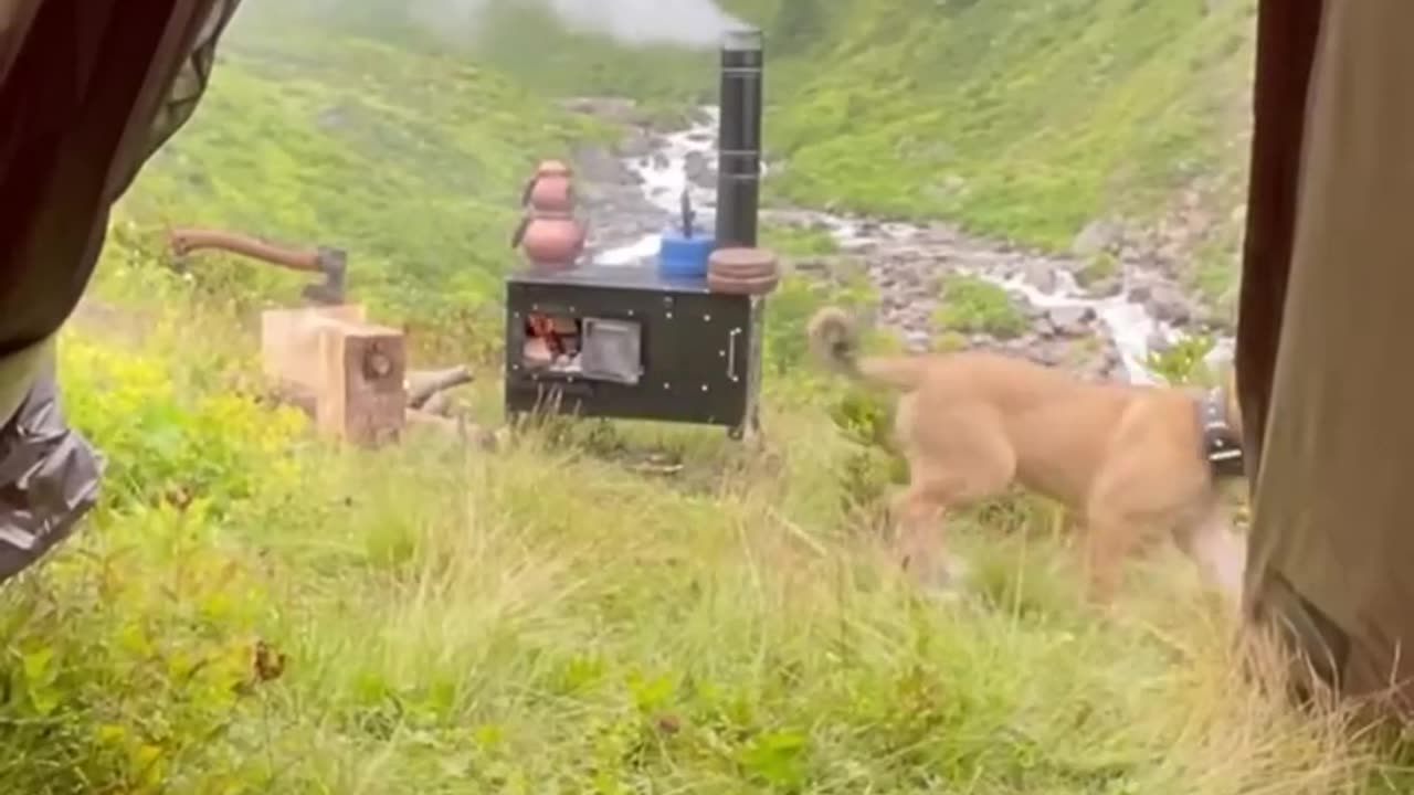 An uninvited lion that smelled food while camping