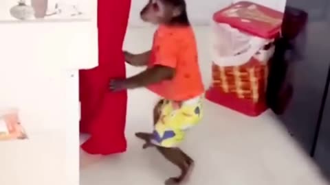 Cute monkey