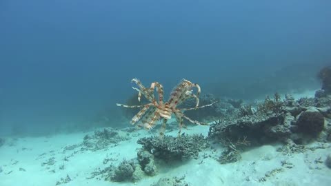 Swimming sea ferns