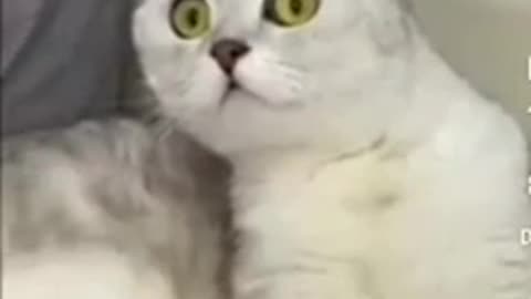 Cute cats funny video