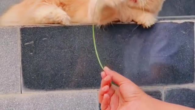 Cat playing with grass funny moments .🐱🐱😀😀