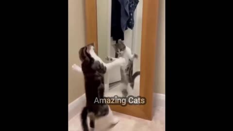 Funny cats amazing videos