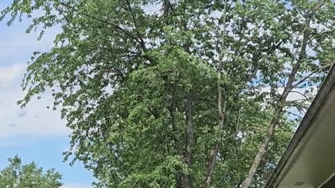 Cutting down tree