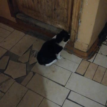 The cat wants to go outside.