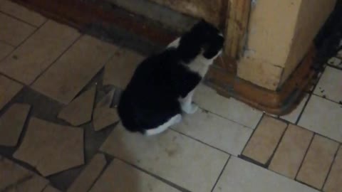 The cat wants to go outside.