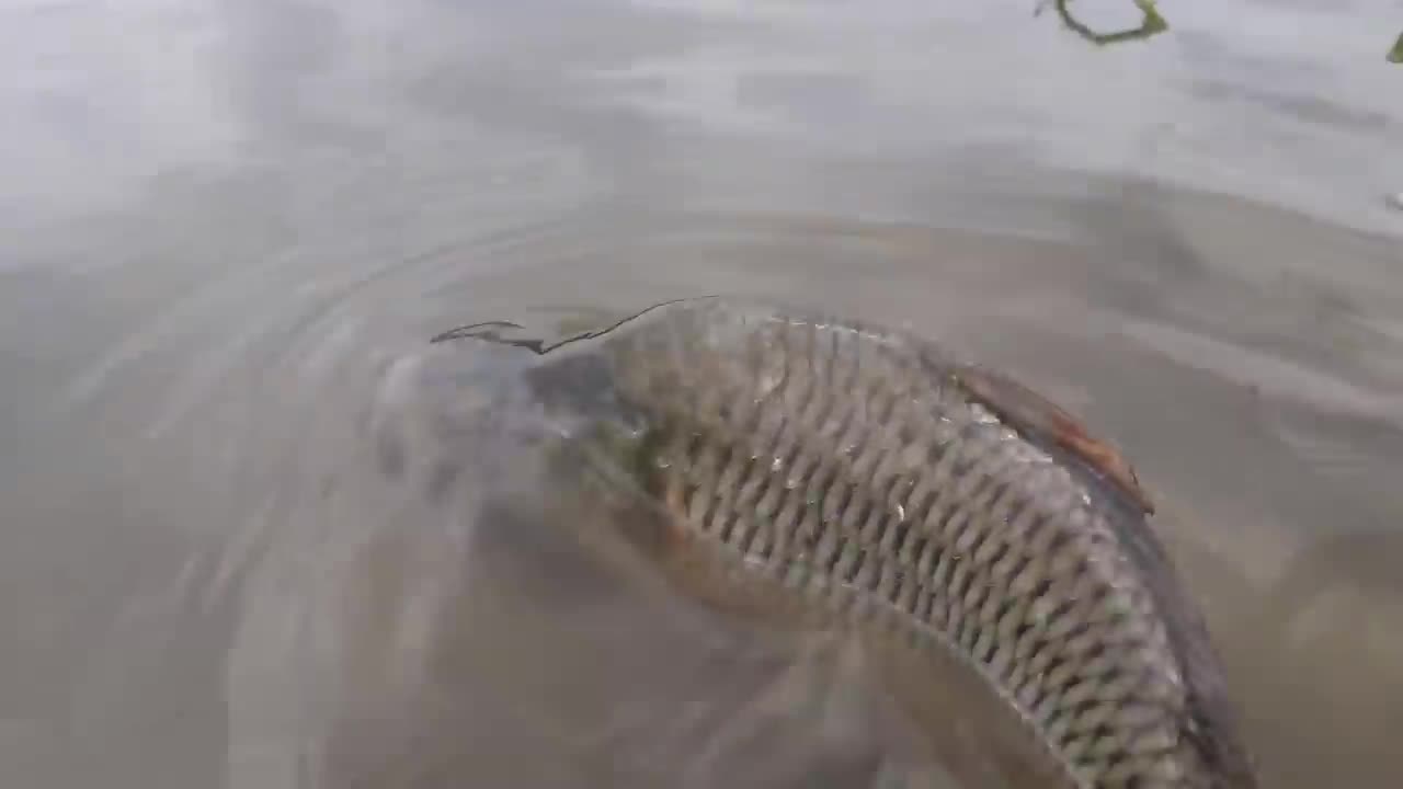 Hand catching fish a little boy in village