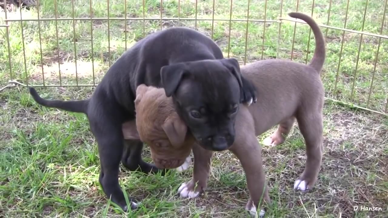 Pit Bull Growls and Snaps at Her Puppies!