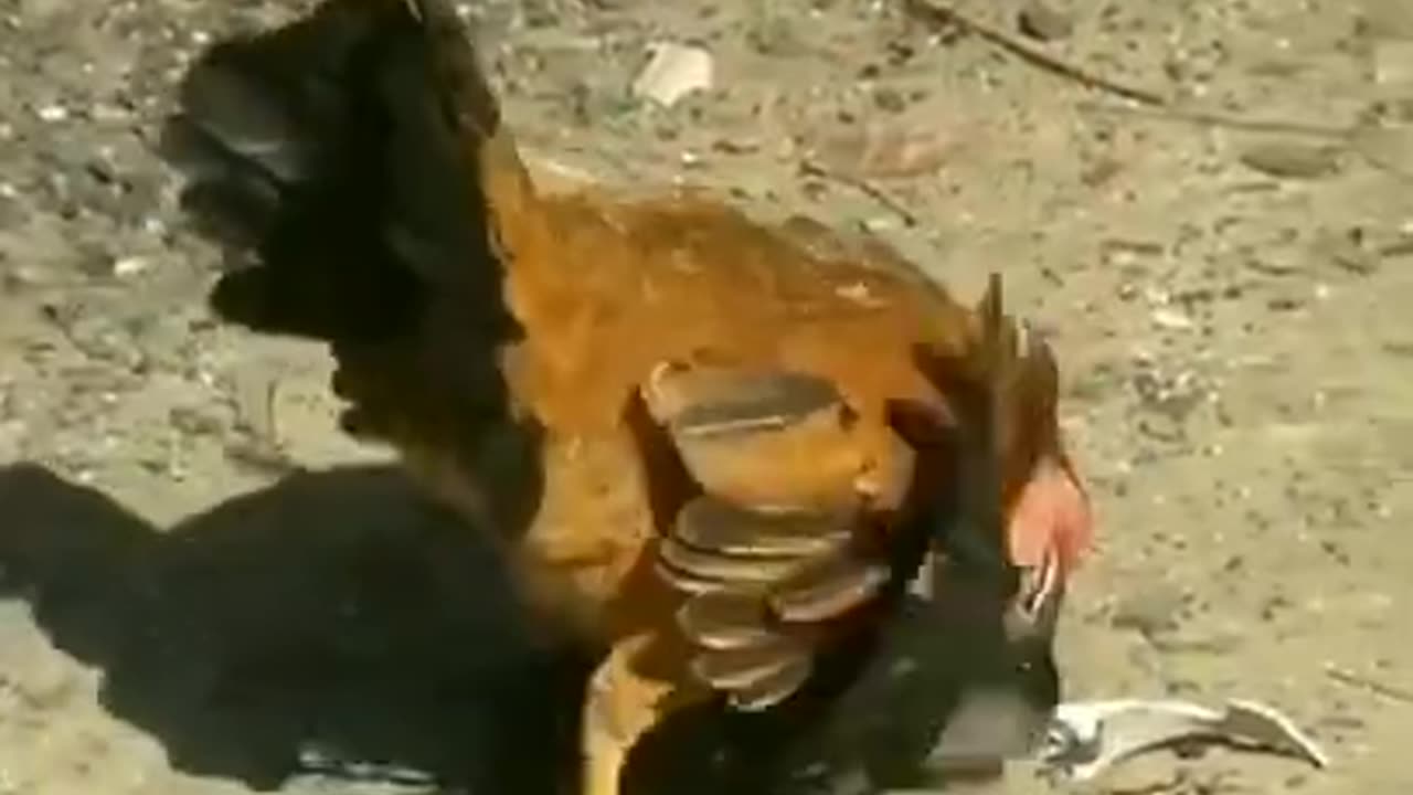 Chicken & Crow's Beak Fight #shorts #viral #shortsvideo #video