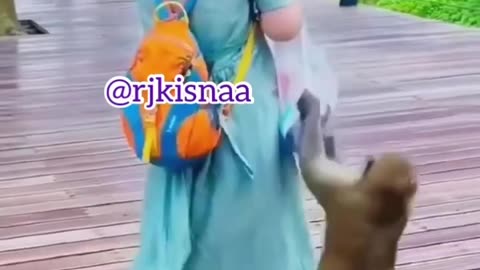 Monkey funny video