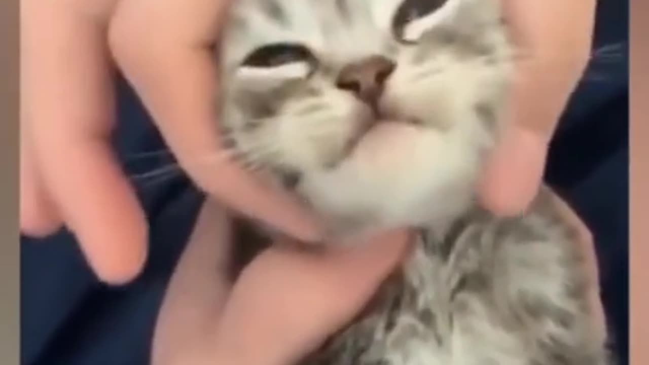 funny kittens