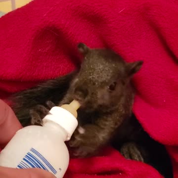 💛 Baby squirrel bottle feeding 🍼 🐿😍