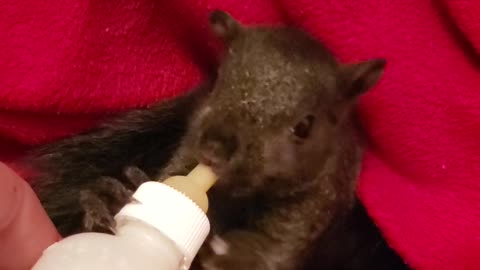 💛 Baby squirrel bottle feeding 🍼 🐿😍