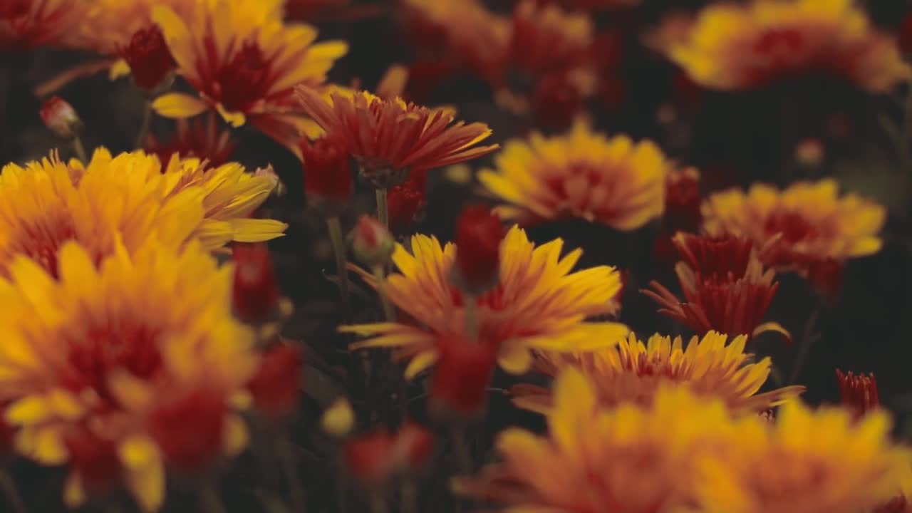 Very beautiful looking