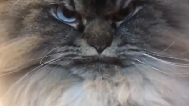 Angry cat