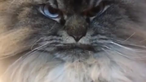 Angry cat