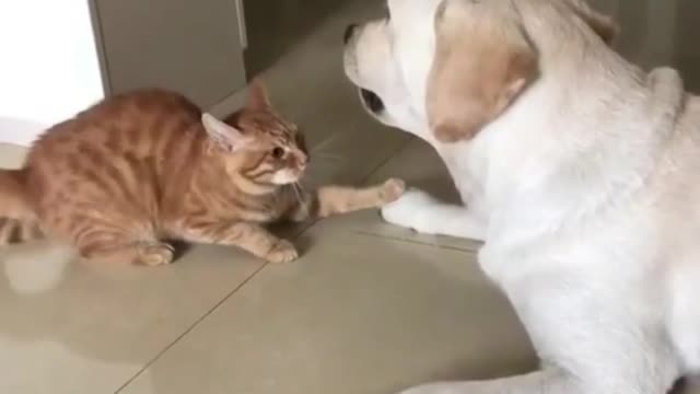 Cat and Dog fight comedy view