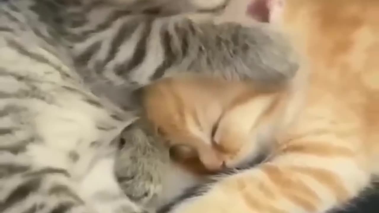 Cute Kitten Viral Reels😂-- #amazing #kitten #reels #trending #animals