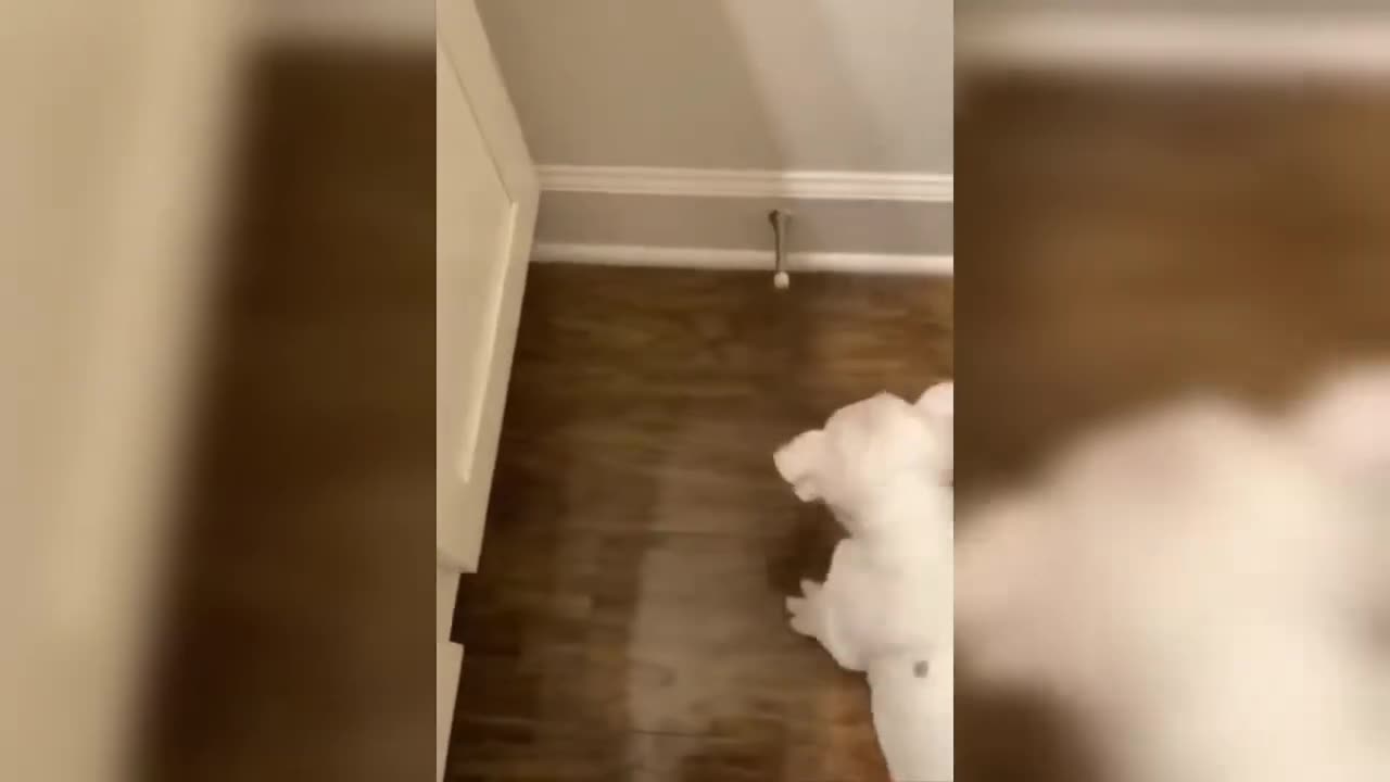Funny animal video