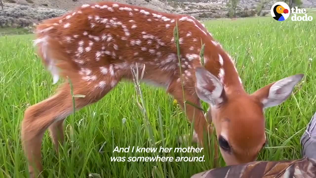 Injured Fawn Deer In Rocky Mountains Gets Adopted | The Dodo Faith = Restored