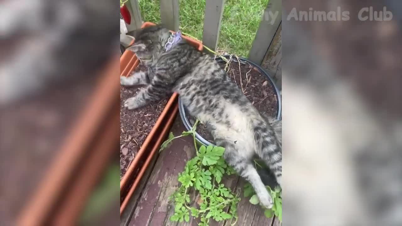 Funny animal vidoes compilation