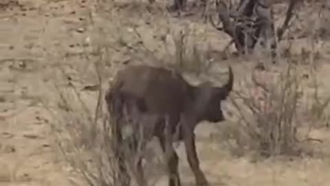 mad elephant killed it mercilessly #short #animal #shortvideo