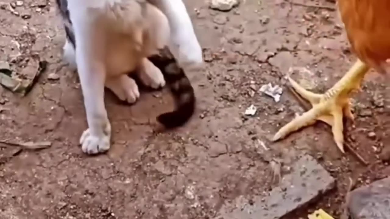 Cat-vs-Chicken. watch what Happens Next 😂