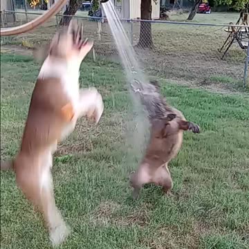 Dogs Tucker and Claire Bear