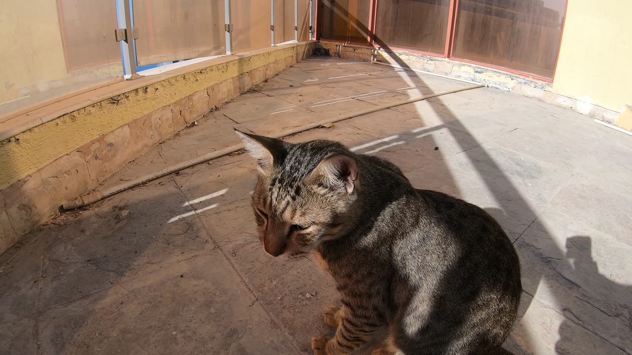 Homeless cat in Ras Al Khaimah, UAE: MICHAEL JACKSON #cat #cats #MichaelJackson #UAE #pets #pet #4u