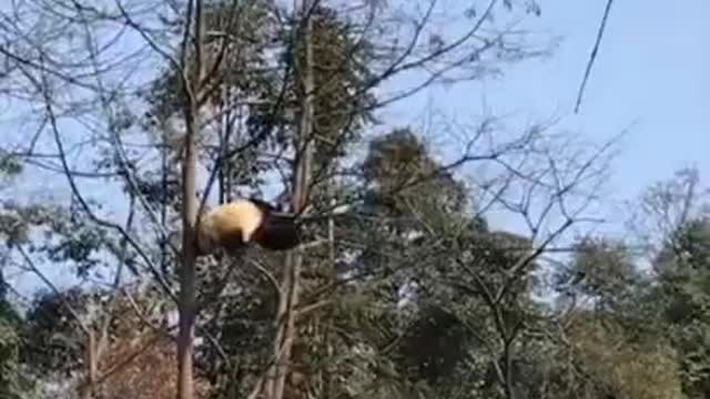 panda like to play falling down