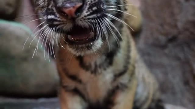 _ I'm just being cute # Tiger