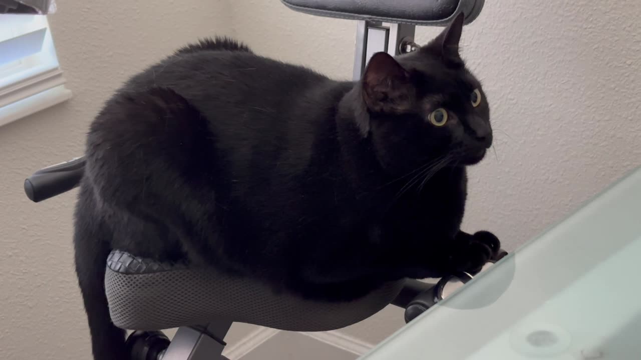 Adopting a Cat from a Shelter Vlog - Cute Precious Piper is a Fine Figure of a Cat