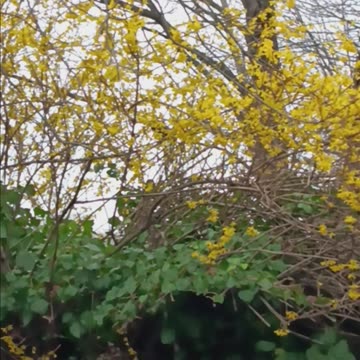 Forsythia shrubs.