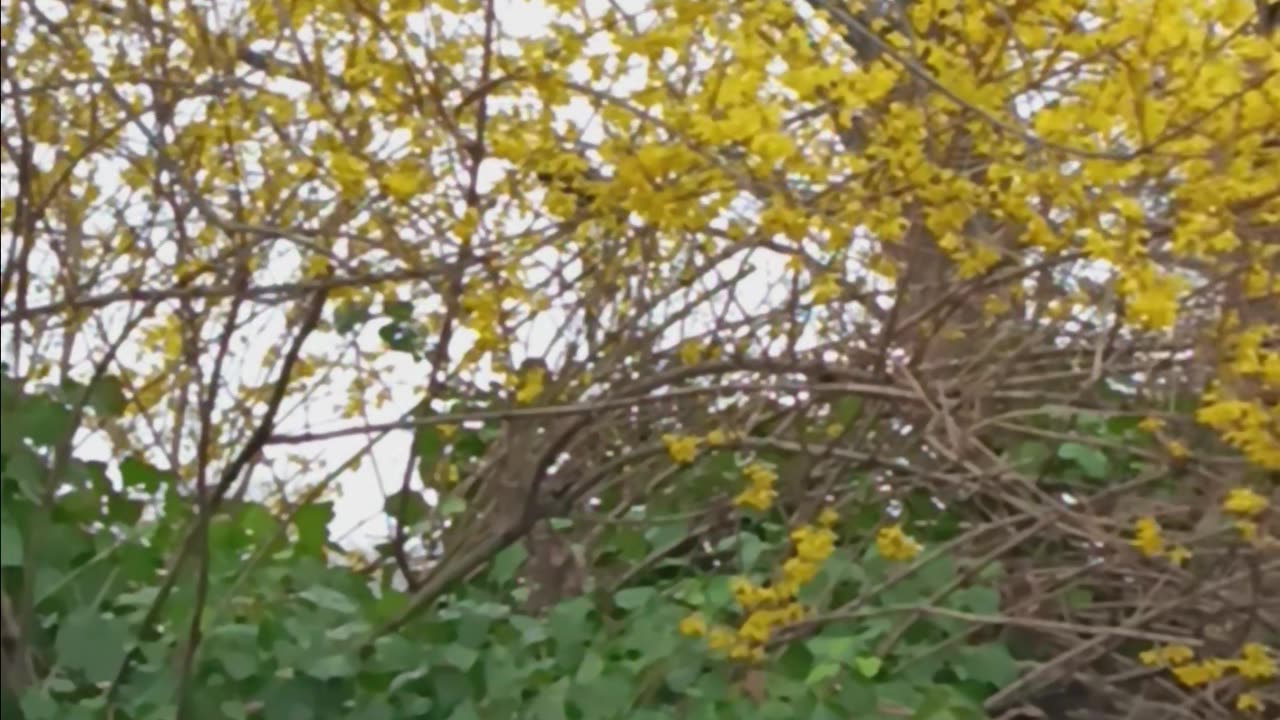 Forsythia shrubs.