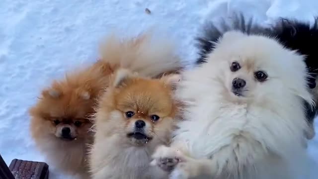 cute & funny dog -funny dog #shorts