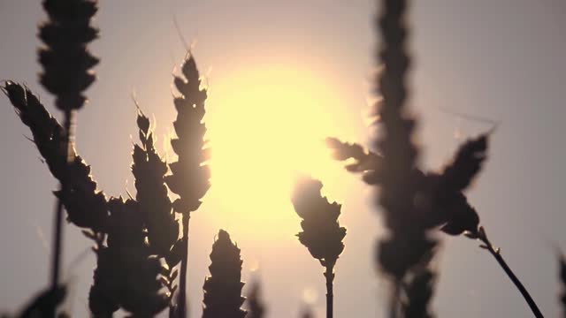 WHAT ARE TRANSGENIC CROPS? Part 1 #transgenic
