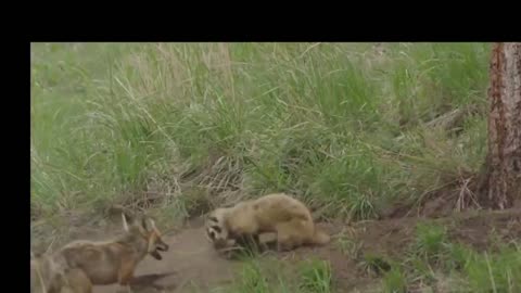 Who will win when a marmot fights a fox