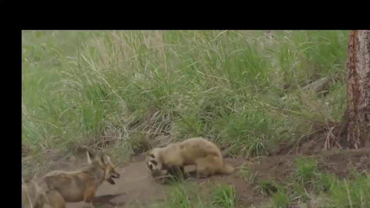 Who will win when a marmot fights a fox