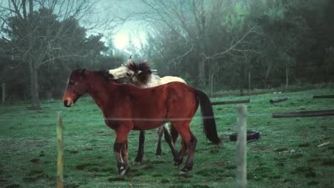 "Animal Antics: The Funniest Animal Moments Compilation"