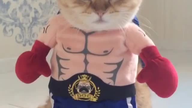 You want to fight me?!