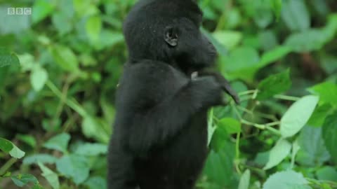 Robot spy gorilla infiltrates a wild gorilla troop 🕵️🦍 _ Spy In The Wild - BBC