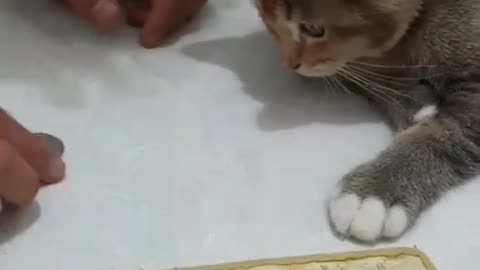 Cute cat 😺